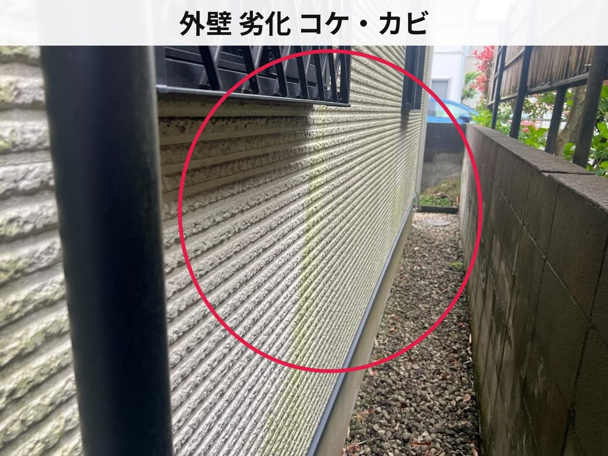外壁 劣化 コケ・カビ
