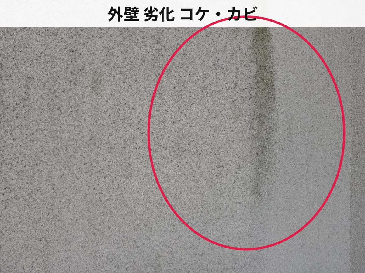外壁 劣化 コケ・カビ