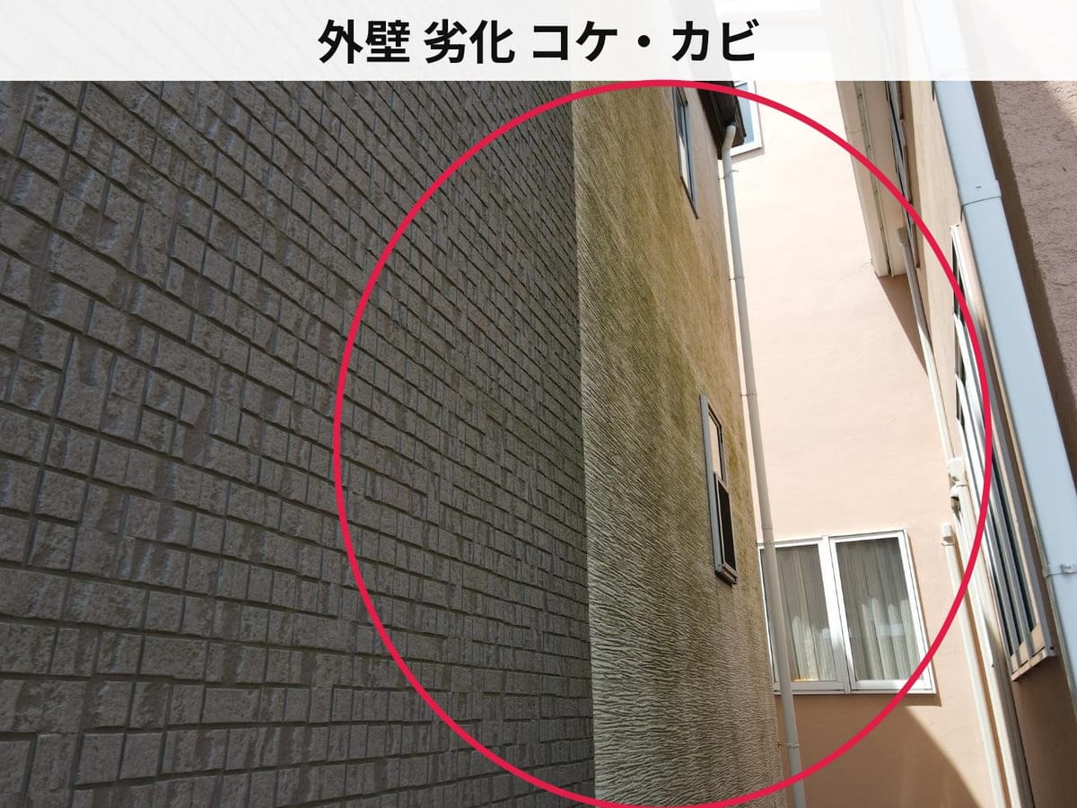 外壁 劣化 コケ・カビ